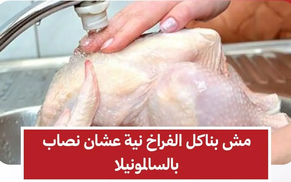 الدكتور مجدي نزيه لصدى البلد : لا علاقة بين تناول الفراخ والبيض والإصابة بـ "السالمونيلا".. والميكروب يموت بالحرارة
