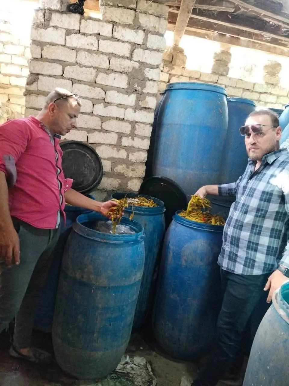 في ضربة أمنية ورقابية حاسمة.. الأجهزة المعنية ببني سويف تداهم موقعاً مخالفاً لتصنيع وتجهيز المخللات في ظروف بيئية خطيرة وتهدد صحة المواطنين