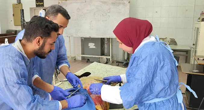 طب بيطري جامعة بني سويف تنجح في إجراء تدخلات جراحية دقيقة لإنقاذ قطة ونعجة