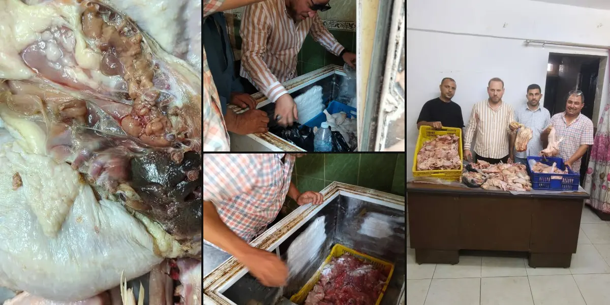 كارثة تموينية تهز بني سويف .. ضبط دواجن في حالة تحلل ومذبوحة بعد نفوقها قبل بيعها للطلاب وسط الأسواق
